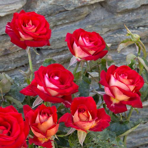 1 sadz, Róża wielkokwiatowa Deutsche Welle - Sadzonki: Ilość w opakowaniu: 1 sadz