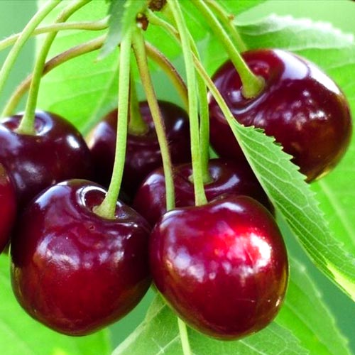 1 sadz, Wiśnia Keleris - Sadzonki: Ilość w opakowaniu: 1 sadz