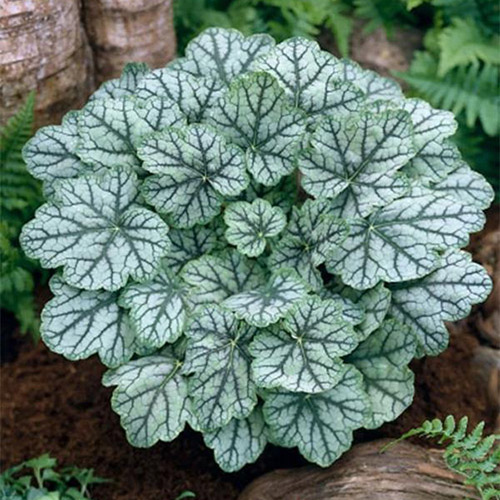 1 kłącza, Heuchera (Żurawka) Venus - : Ilość w opakowaniu: 1 kłącza