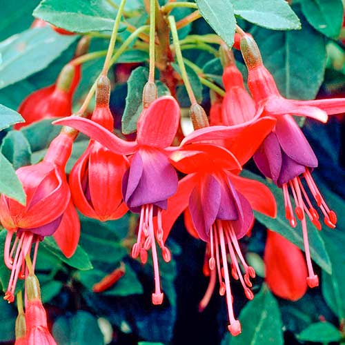 1 sadz, Fuksja Tom Pouce - Sadzonki: Ilość w opakowaniu: 1 sadz