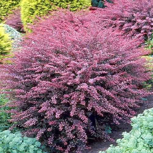 1 sadz, Berberys Thunberga Rose Glow - Sadzonki: Ilość w opakowaniu: 1 sadz