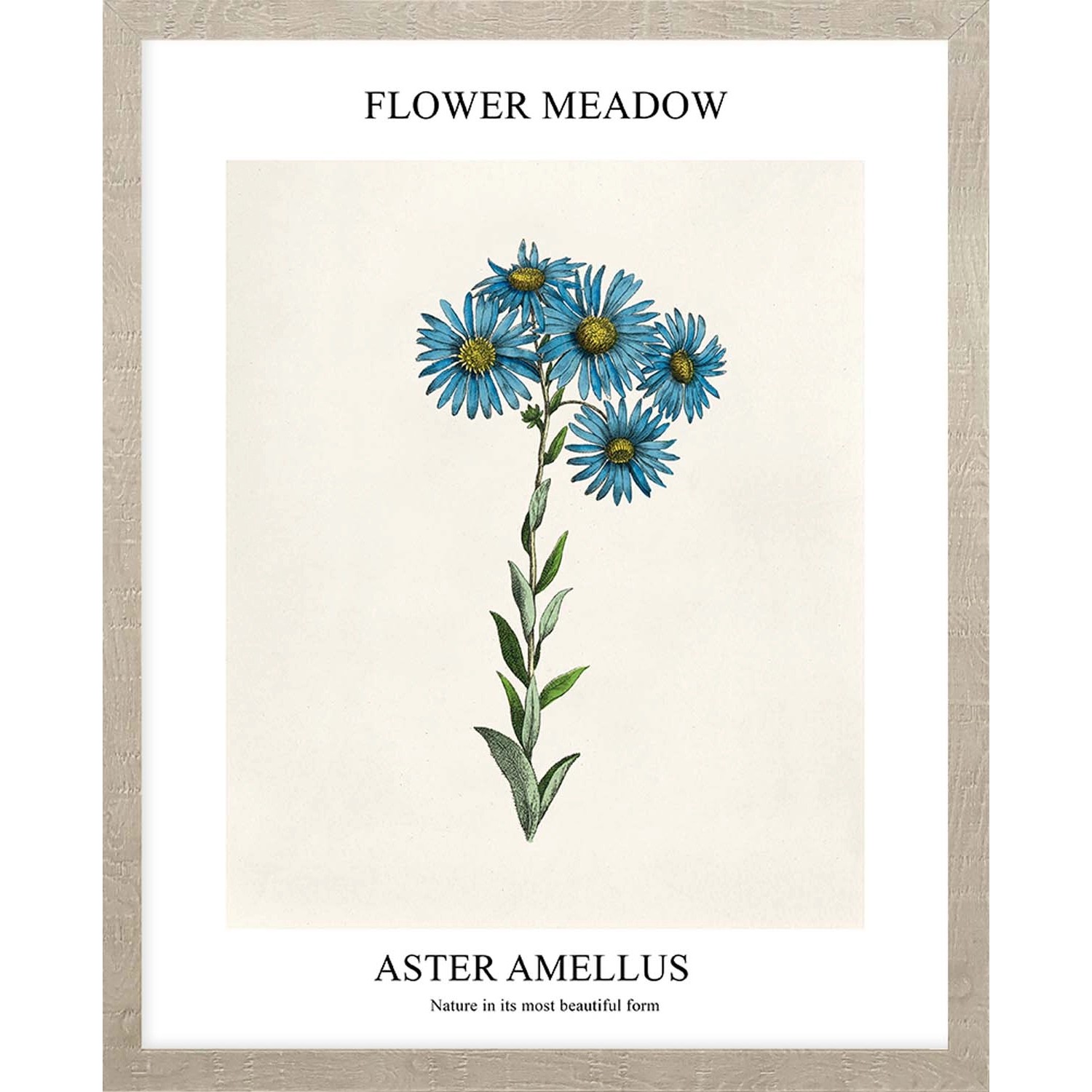 ARS LONGA Obraz ASTER AMELLUS 43 x 53 cm