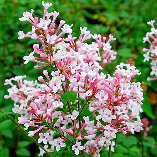 1 saz, Šeřík Superba - : Monžstvo balíkov: 1 saz