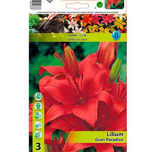 2 cib, Lilie Gran Paradiso - : Monžstvo balíkov: 2 cib