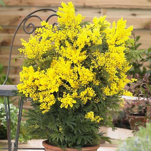 1 db, Akácia Dealbata Mimosa - Évelő: Mod de ambalare: 1 db