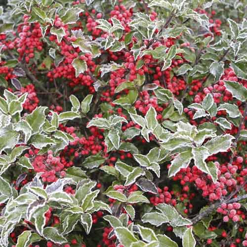 1 Pflanze(n), Ilex Blue Princess, C2 - Setzlinge: Ilość w opakowaniu: 1 Pflanze(n)