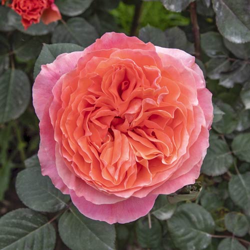 1 Pflanze(n), Edelrose Rosa Etrusca , C5 - Setzlinge: Ilość w opakowaniu: 1 Pflanze(n)