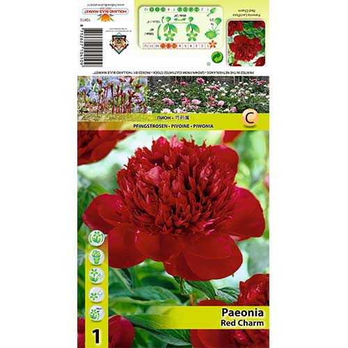 1 Stück, Pfingstrose Red Charm - Zwiebeln: Ilość w opakowaniu: 1 Stück