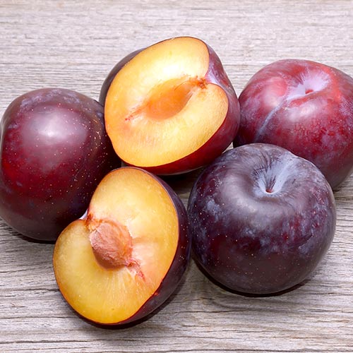 1 Pflanze(n), Pflaume Angeleno, C2 - Setzlinge: Ilość w opakowaniu: 1 Pflanze(n)