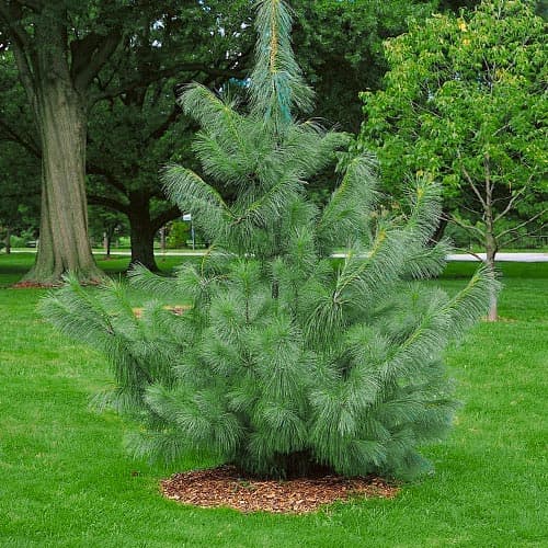 1 Pflanze(n), Himalaya-Kiefer, Р9 - Setzlinge: Ilość w opakowaniu: 1 Pflanze(n)