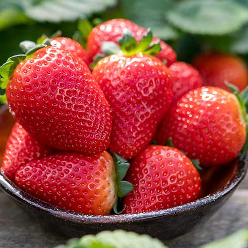 5 Setzling(e), Erdbeeren Lauretta - Setzlinge: Ilość w opakowaniu: 5 Setzling(e)