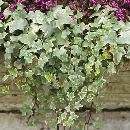 Ivy Bialystock - Plântulas: Ilość w opakowaniu: 1 plant