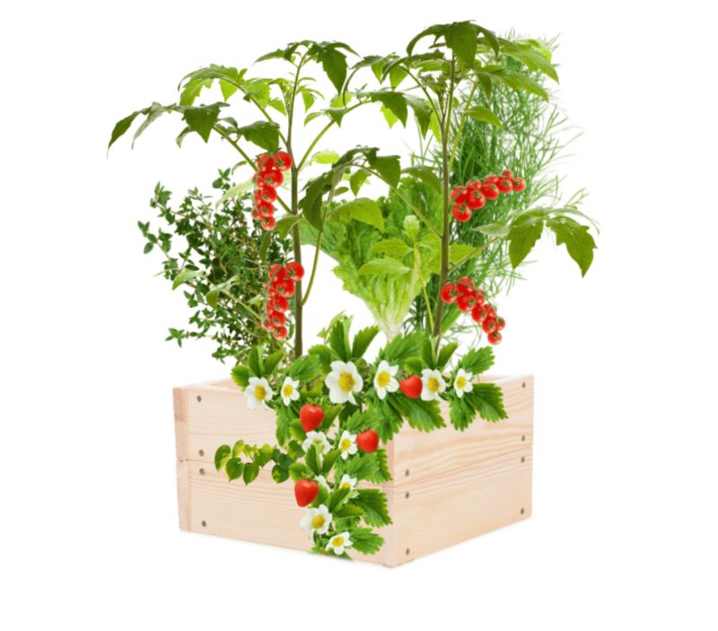 Warzywniak drewniany MODO24 skrzynia na warzywa 18x33x30 cm naturalne drewno 1 szt.