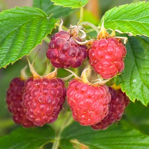 1 sadz, Malina Brandywine - Sadzonki: Ilość w opakowaniu: 1 sadz