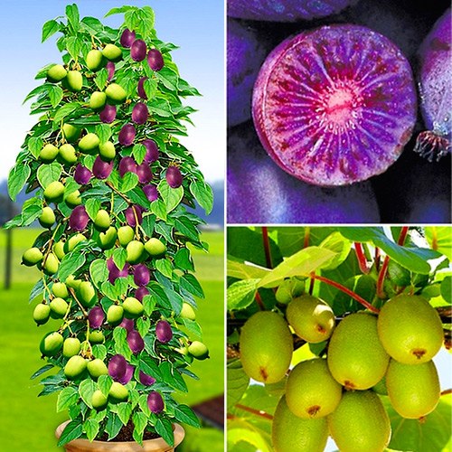 1 szt, Mini-kiwi (actinidia) Duo: Red Jumbo(1) + Issai(1) - Sadzonki: Ilość w opakowaniu: 2 sadz