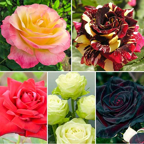 5 sadz, Super Oferta! Zestaw wielkokwiatowych róż 5-ciu sadzonek - Sadzonki: Ilość w opakowaniu: 5 sadz