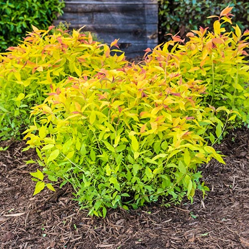 1 sadz, Tawuła japońska Gold Flame - Sadzonki: Ilość w opakowaniu: 1 sadz