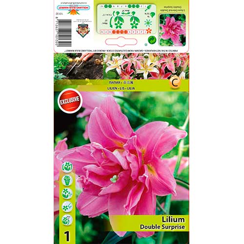 1 db, Liliom Double Surprise - Hagymák: Mod de ambalare: 1 db