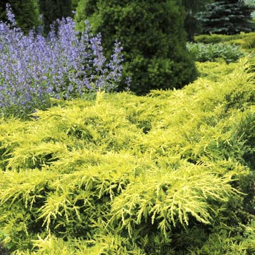 1 szt, Boróka kúszó Gold Star, C2 - Palánták: Mod de ambalare: 1 db