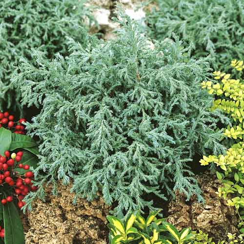 1 Pflanze(n), Scheinzypresse Baby Blue , C2 - Setzlinge: Ilość w opakowaniu: 1 Pflanze(n)