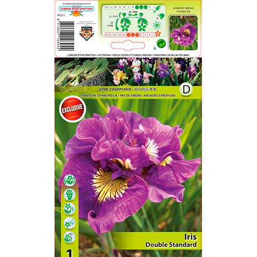 1 Stück, Bartlose Schwertlilie Double Standard - Stauden: Ilość w opakowaniu: 1 Stück