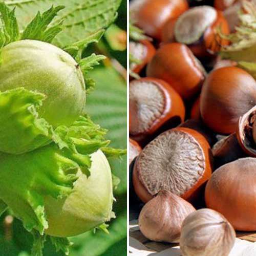 Haselnusse Duo, Set mit 2 Setzlingen - Setzlinge: Ilość w opakowaniu: 2 Pflanze(n)