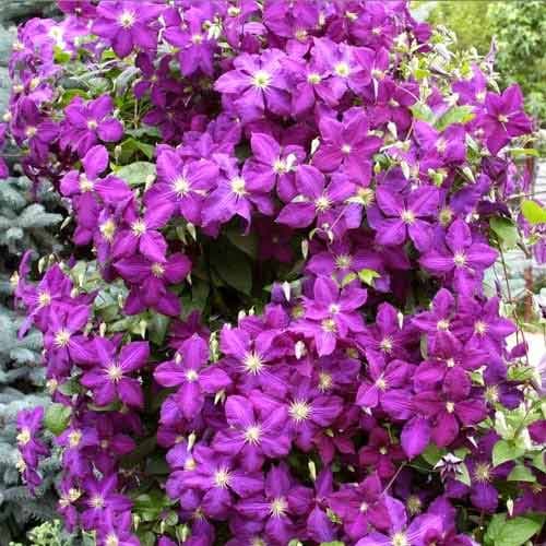 1 Pflanze(n), Clematis President, P9 - Setzlinge: Ilość w opakowaniu: 1 Pflanze(n)