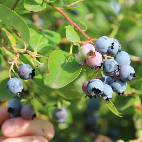 Mirtilo Duke - Plântulas: Ilość w opakowaniu: 1 plant