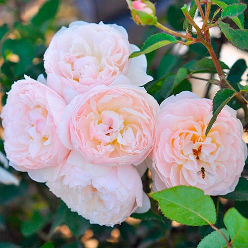 Rosas floribunda Natural Aroma - Plántulas: Ilość w opakowaniu: 1 plantas