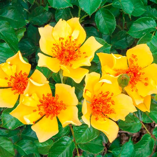 Rosas floribunda Mella Ducat . - Plántulas: Ilość w opakowaniu: 1 plantas