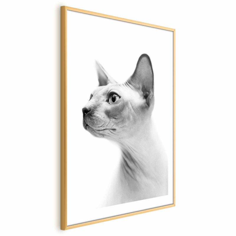 Plakat Artgeist bezwłosy kot 40x60 cm z ramą złotą 1 szt