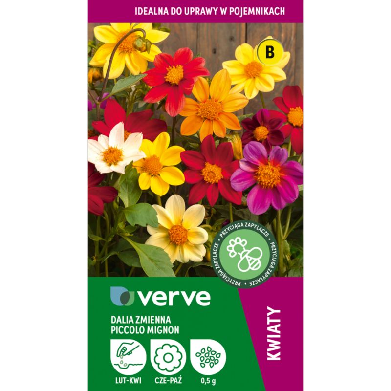 Nasiona dalia pojedyncza Piccolo Mignon Verve