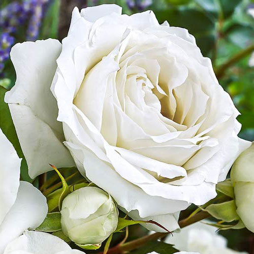 1 szt, Róża wielkokwiatowa White Symphony - Sadzonki: Ilość w opakowaniu: 1 sadz