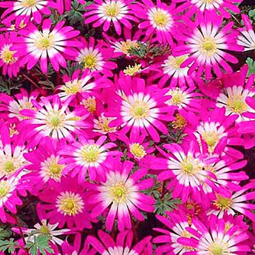 5 szt., Zawilec (Anemone) Blanda Violet Star - Cebule: Ilość w opakowaniu: 5 szt.