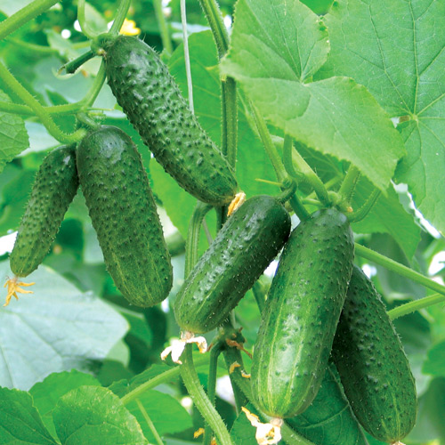 1 szt, Ogórek Parys - Nasiona: Ilość w opakowaniu: 5 g