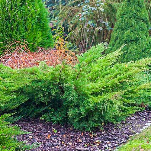 1 sadz, Jałowiec Pfitzera Mint Julep - Sadzonki: Ilość w opakowaniu: 1 sadz