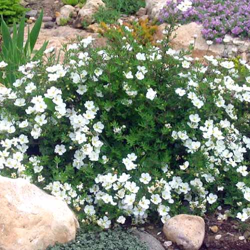 1 sadz, Pięciornik krzewiasty Snowflake - Sadzonki: Ilość w opakowaniu: 1 sadz