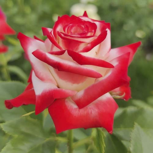 1 sadz, Róża wielkokwiatowa Empress Farah - Sadzonki: Ilość w opakowaniu: 1 sadz