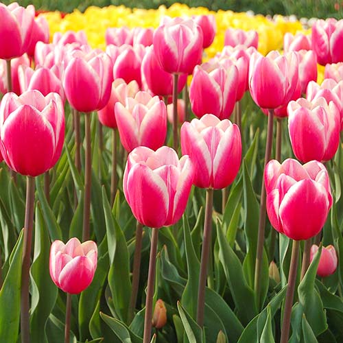 5 szt., Tulipan Jumbo Beauty - Cebule: Ilość w opakowaniu: 5 szt.