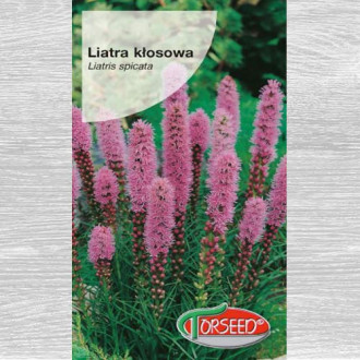 1 szt, Liatra kłosowa biała - Nasiona: Ilość w opakowaniu: 0.2 g