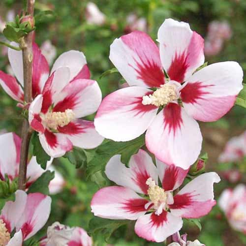 1 sadz, Hibiskus (Ketmia syryjska) Hamabo - Sadzonki: Ilość w opakowaniu: 1 sadz