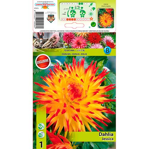 1 db, Dália Jessica - Évelő: Mod de ambalare: 1 db