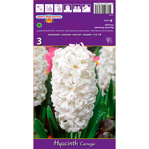 3 Stück, Hyazinthe Carnegie - Blumenzwiebeln: Ilość w opakowaniu: 3 Stück