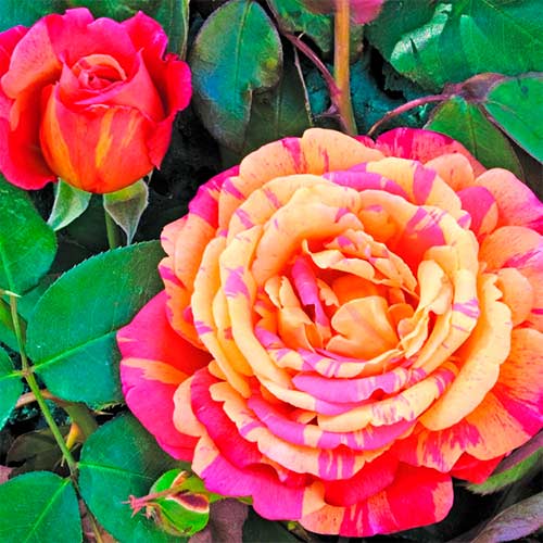 1 Pflanze(n), Großblütige Rose Variegata di Barni - Setzlinge: Ilość w opakowaniu: 1 Pflanze(n)