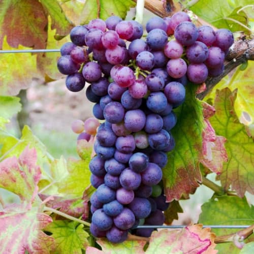 1 Pflanze(n), Weintraube Swenson Red - Setzlinge: Ilość w opakowaniu: 1 Pflanze(n)