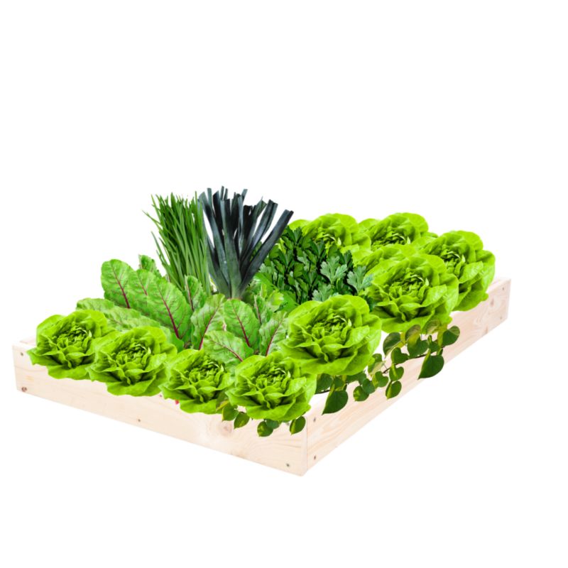 Skrzynia warzywna MODO24 regulowana inspekt 9x60x120 cm przezroczyste impregnowane drewno 1 szt