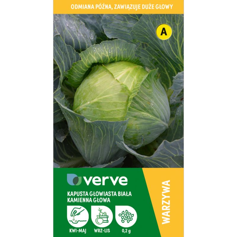 Nasiona kapusta biała Kamienna głowa Verve