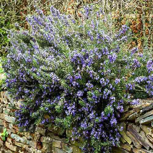 1 szt, Rozmaryn lekarski Pointe du Raz - Sadzonki: Ilość w opakowaniu: 1 sadz
