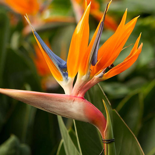 1 szt, Strelicja królewska Legutko - Nasiona: Ilość w opakowaniu: 2 g