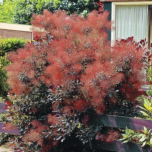 1 sadz, Perukowiec Royal Purple - Sadzonki: Ilość w opakowaniu: 1 sadz